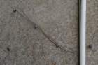 imgp2437_small.jpg